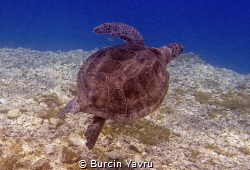 From Antalya .. 3-5 meters depth.. by Burcin Yavru 